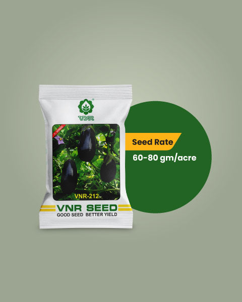 VNR 212 F1 Hybrid Brinjal Seeds – For High Yield & Premium Quality